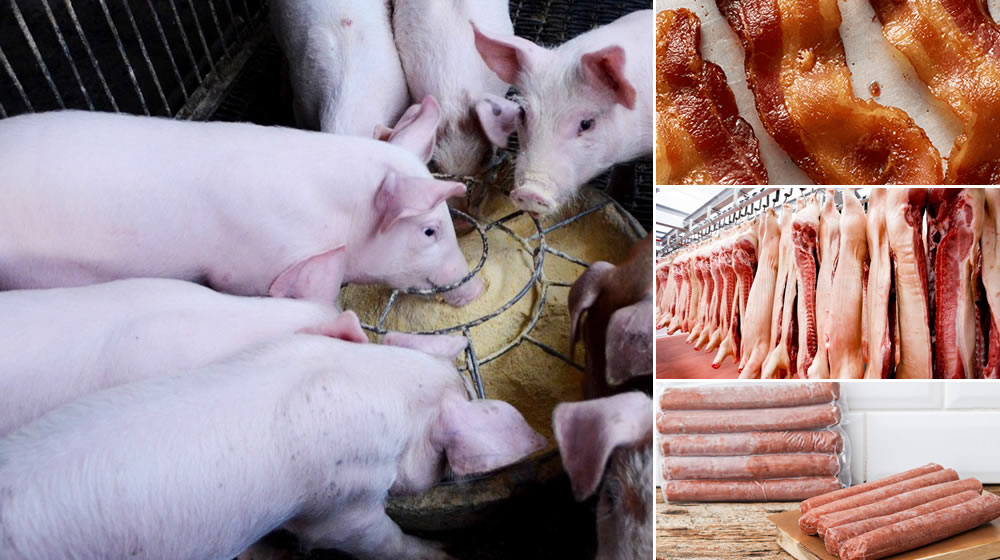 Piggery Products Piggery Products